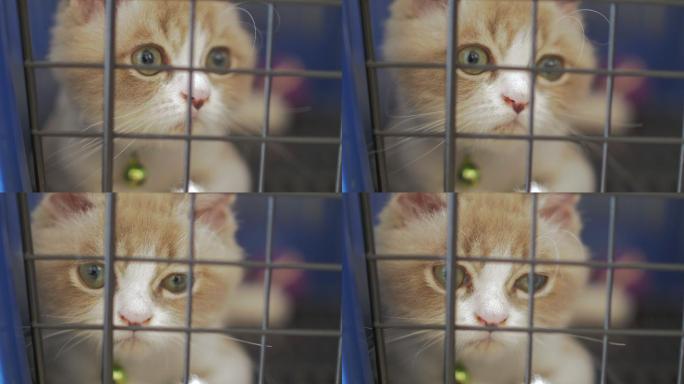 笼子里的猫看摄像机的特写镜头
