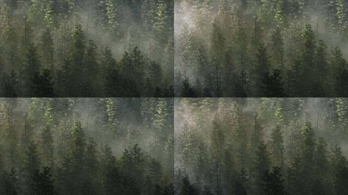 森林 雾气 迷雾森林 神秘 光影