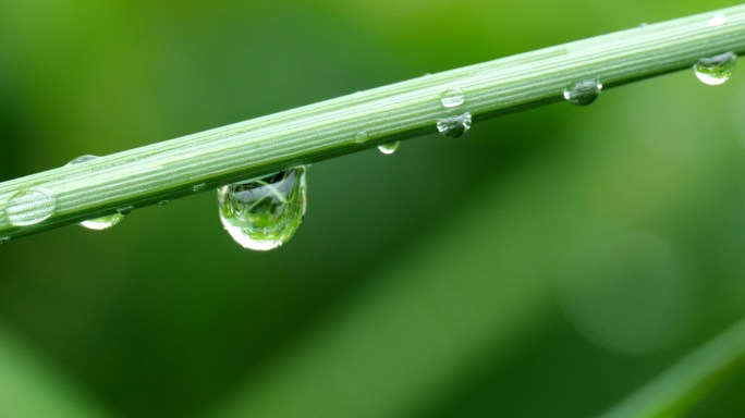 露珠水滴