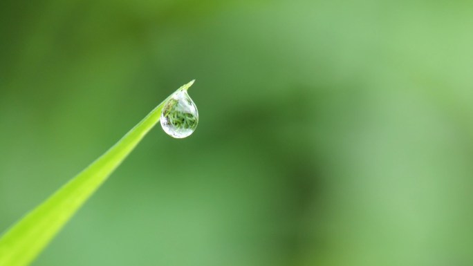 露珠水滴