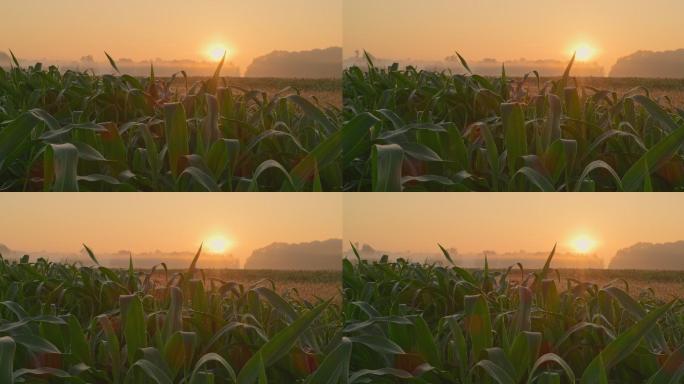 日出时玉米地背光自然玉米