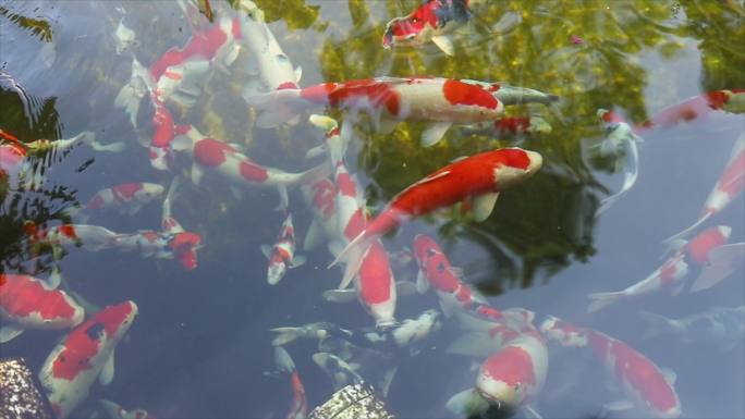 池中的鱼