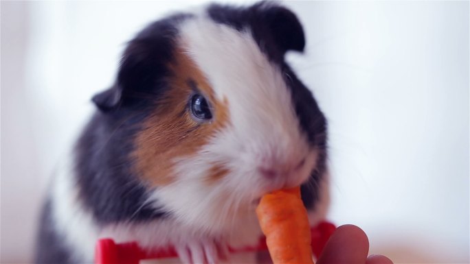 吃胡萝卜的豚鼠野生动物世界国家保护大自然
