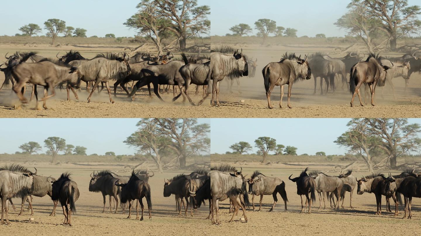 南非卡拉哈里沙漠中的一群牛角羚