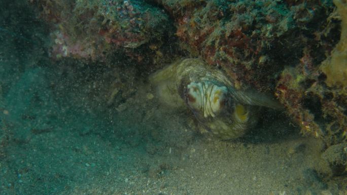 洞里的巨型章鱼