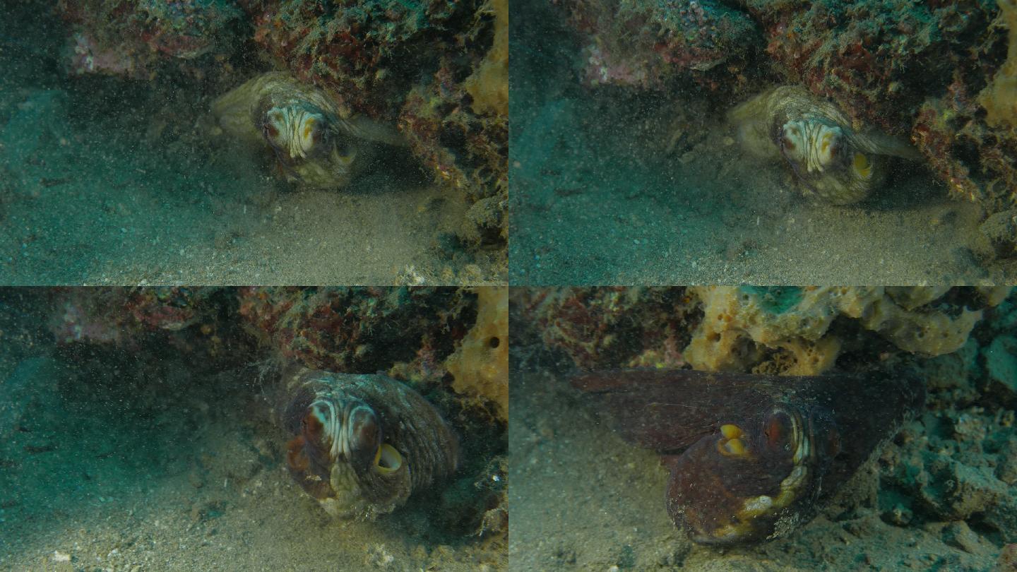 洞里的巨型章鱼