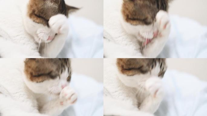 猫咪舔毛洗脸洗手