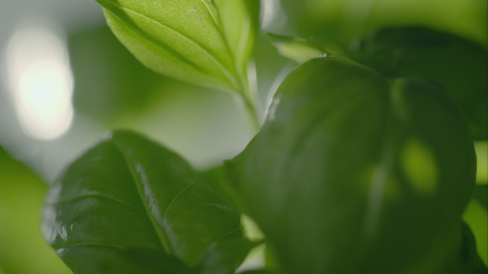 罗勒植物