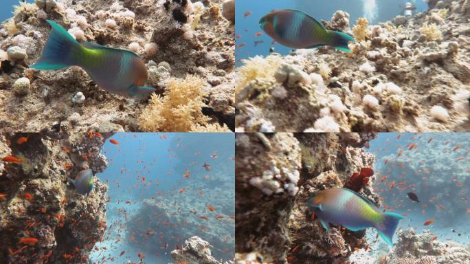 海底珊瑚礁中的鹦鹉鱼