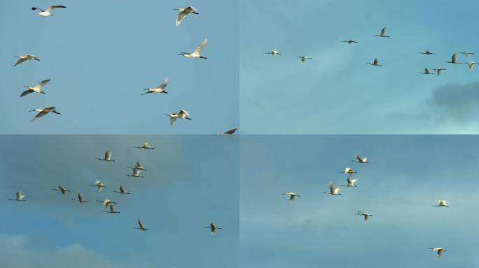 4K-野生-白琵鹭翱翔