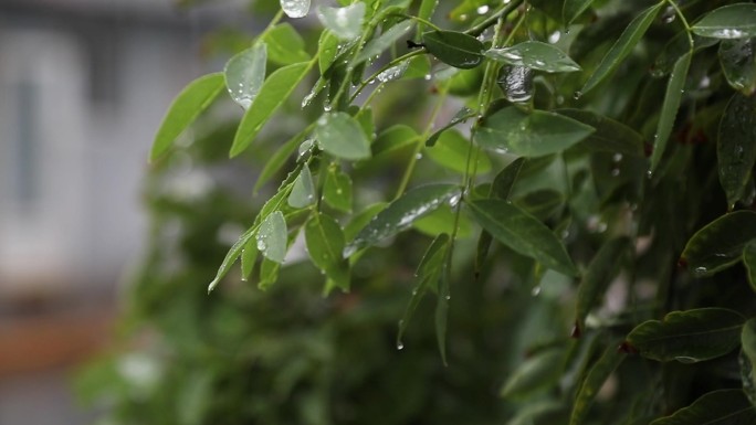 雨中植物慢动作