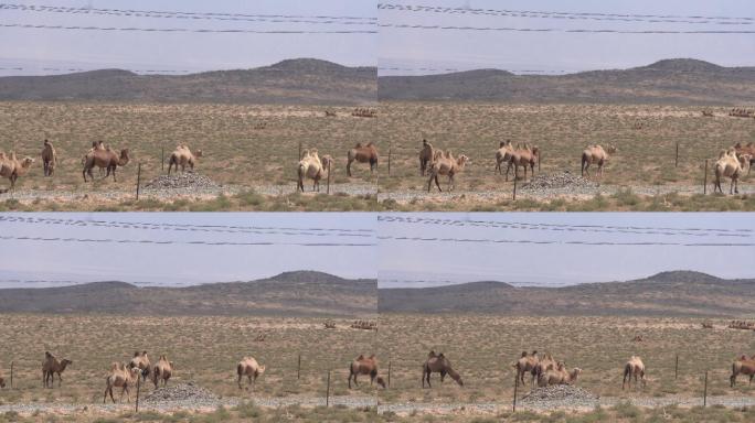 阿拉善公路旁的骆驼