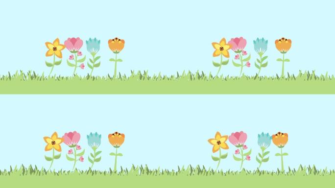花卉生长视频动画