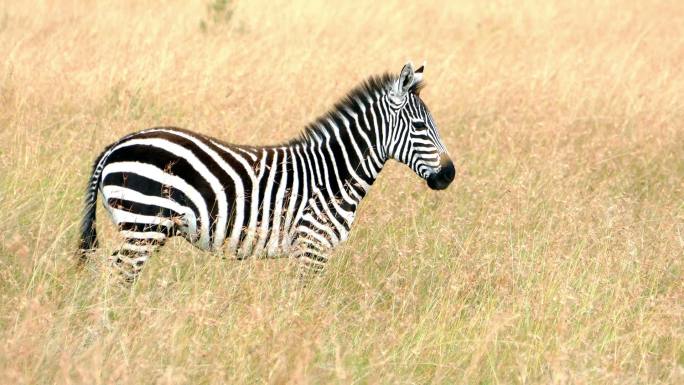大草原上的斑马实拍视频非洲草丛无人区