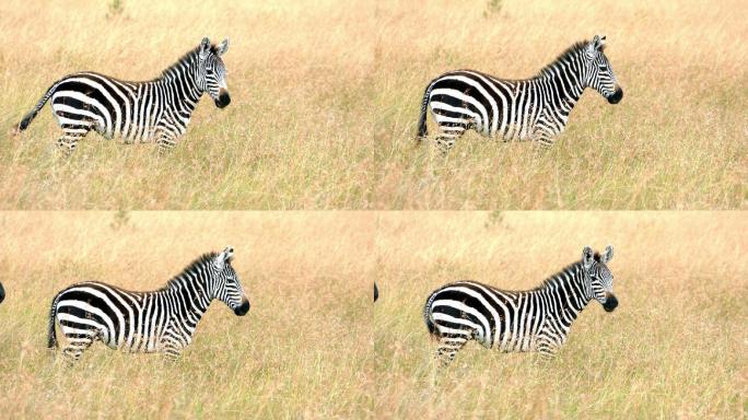 大草原上的斑马实拍视频非洲草丛无人区