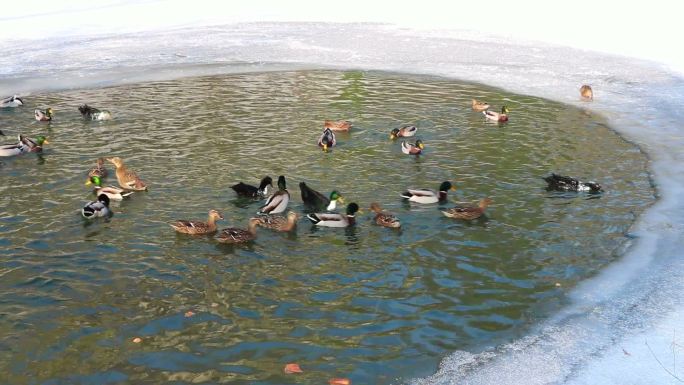 冬季池塘上的鸟鸭