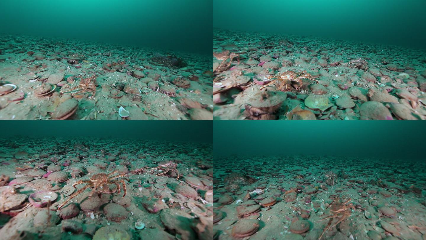 堪察加半岛巴伦支海海底的螃蟹