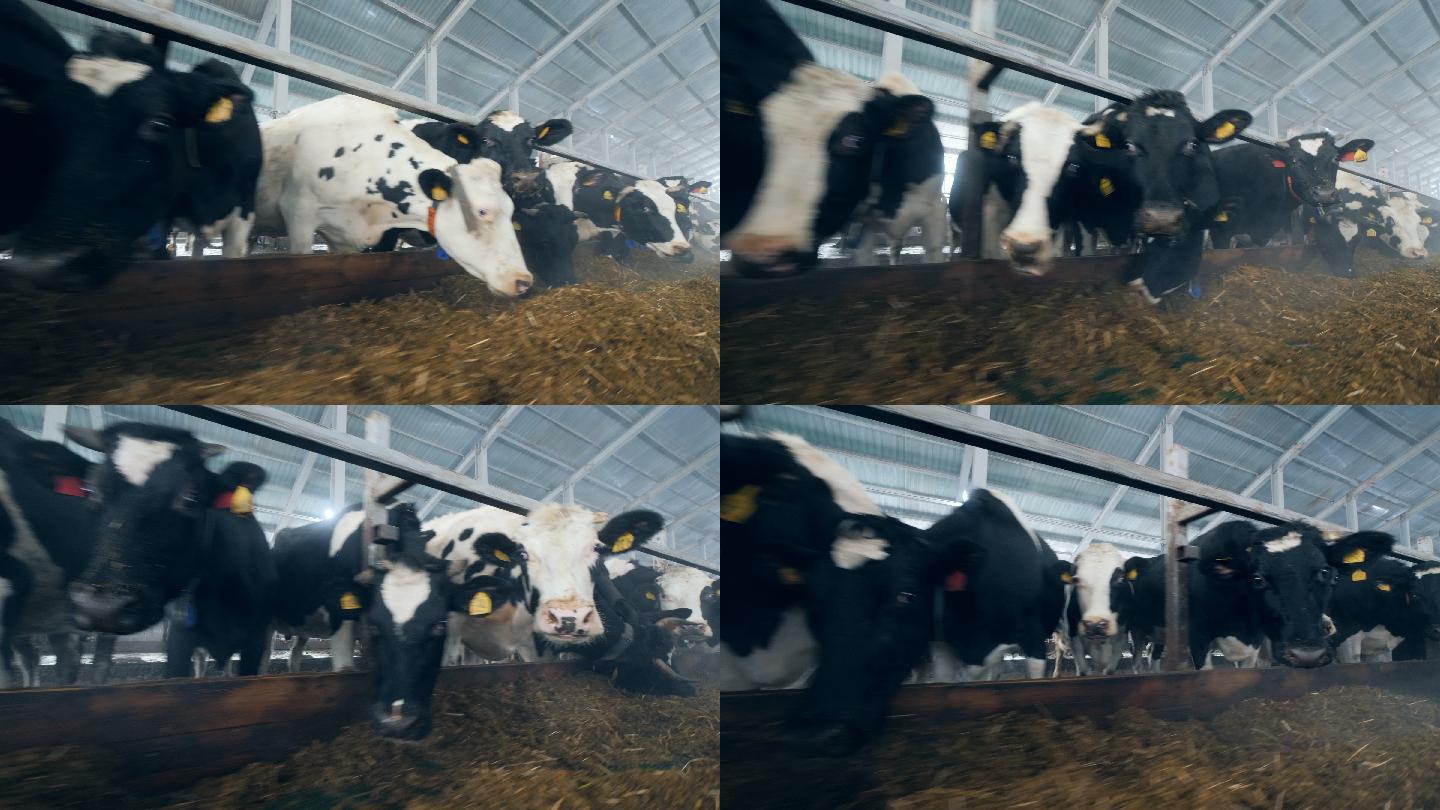许多奶牛在牛舍里吃饲料
