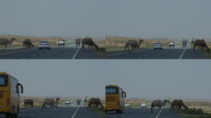 阿拉善公路上的骆驼