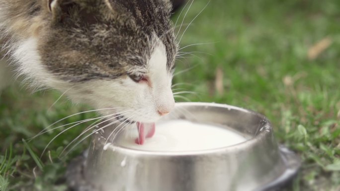 猫喝牛奶喝奶白色户外