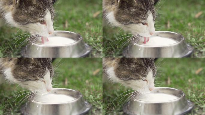猫喝牛奶喝奶白色户外