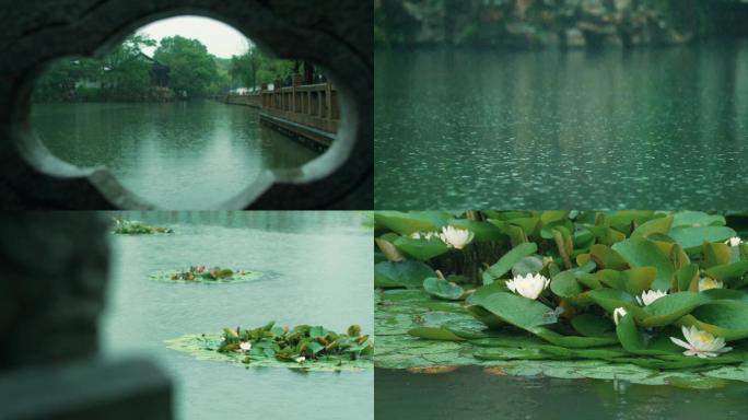 苏州园林、下雨、莲花、荷花、湖水、荷叶