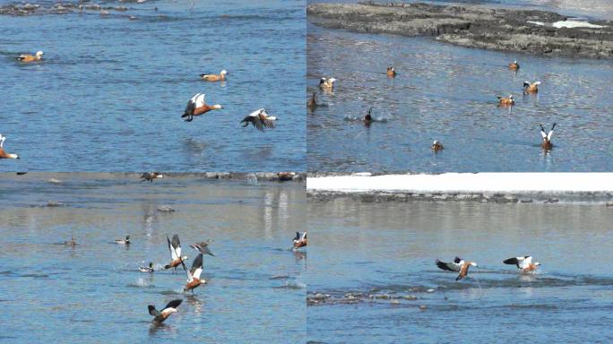 春江水暖飞翔的野鸭子升格慢动作