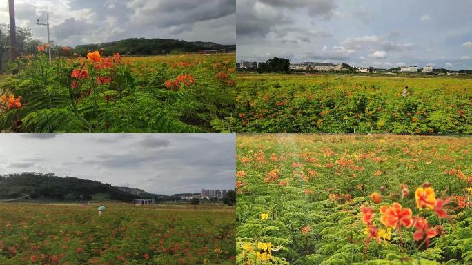 南宁市邕宁区灵龟山公园花海晴天蓝天白云