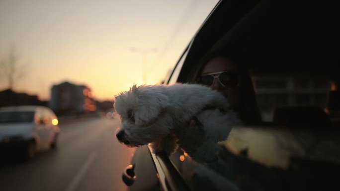 可爱的小狗在城市街道上享受汽车之旅