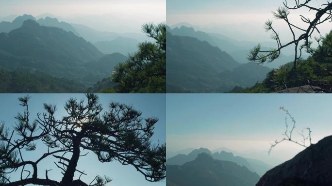 黄山、迎客松、枯枝、山景、植物、自然风景