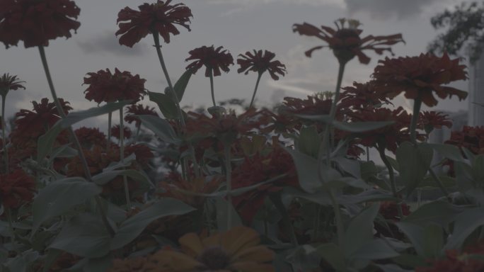 【8K】城市CBD公园花丛鲜花绽放