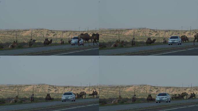 公路上的骆驼危害道路安全