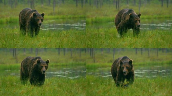 大型成年棕熊在森林中自由行走的特写镜头
