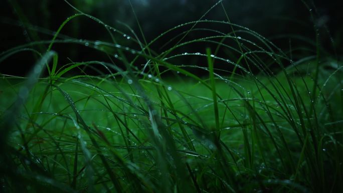 【原创实拍】唯美雨天的小草