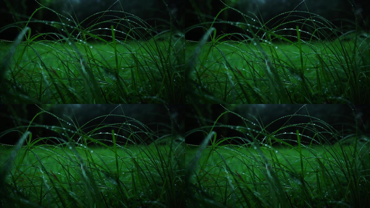 【原创实拍】唯美雨天的小草
