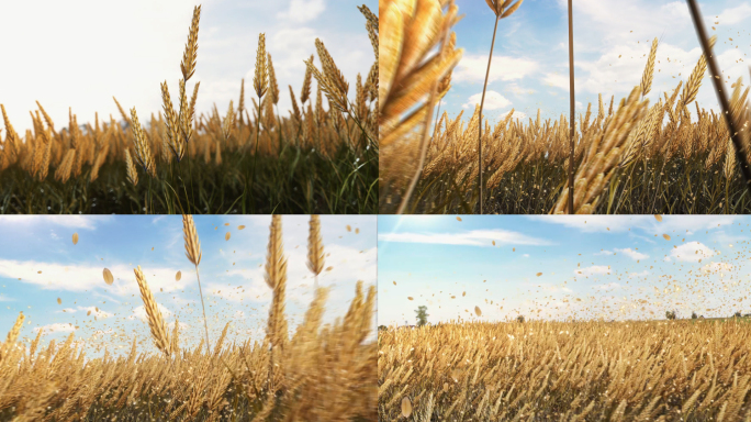 小麦生长C4D-AE