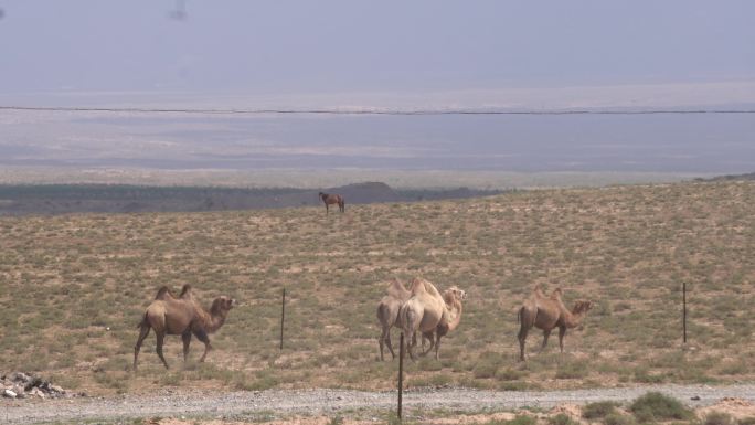 阿拉善公路旁的骆驼