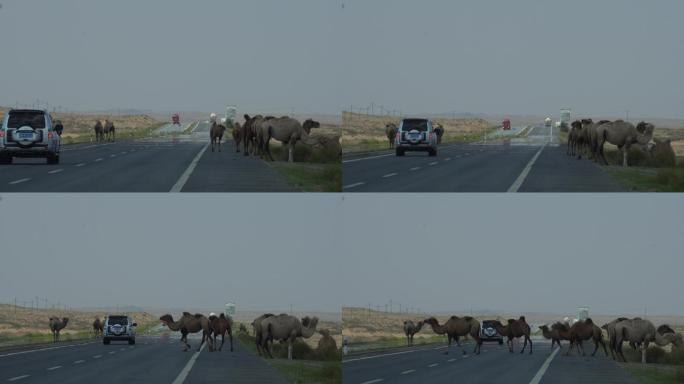 阿拉善右旗公路上的骆驼