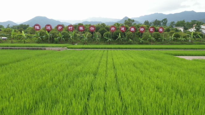 田园 农田 水稻 家园 标准化农田建设