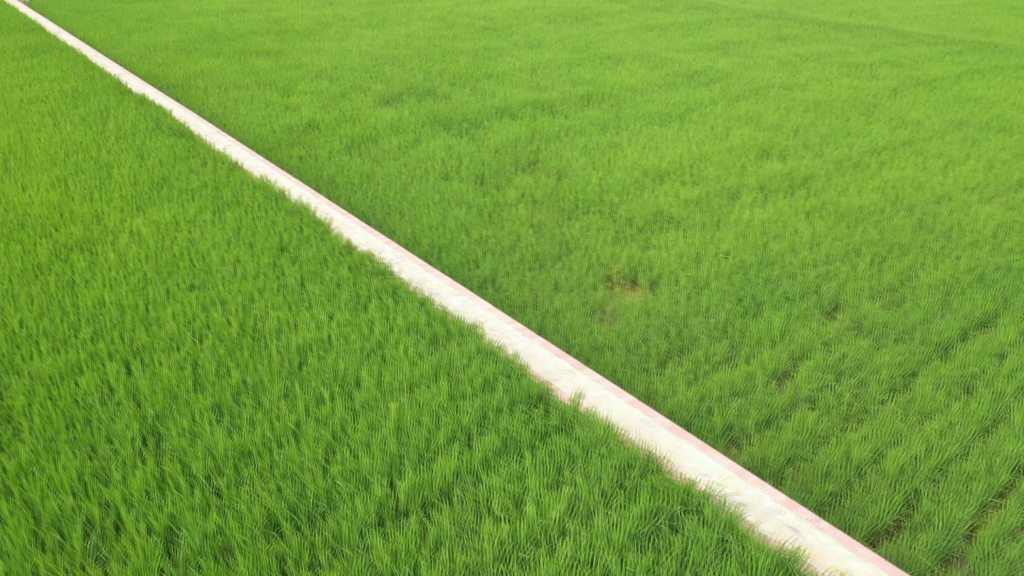 田园 农田 水稻 家园 标准化农田建设