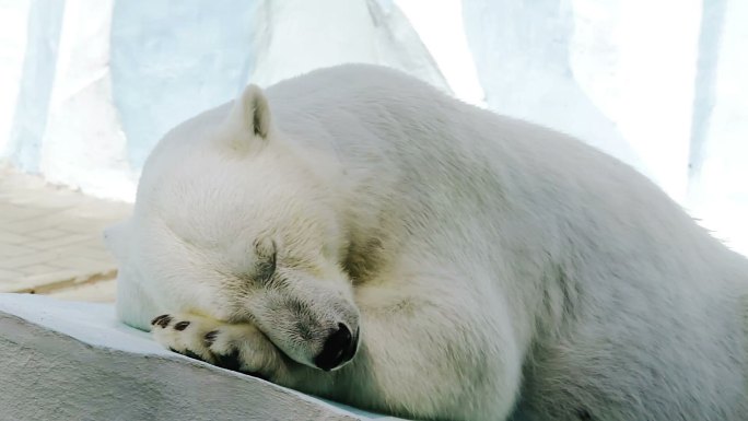 睡觉的北极熊