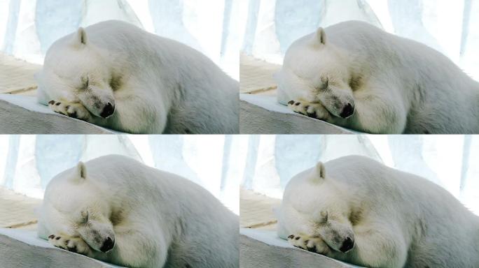 睡觉的北极熊