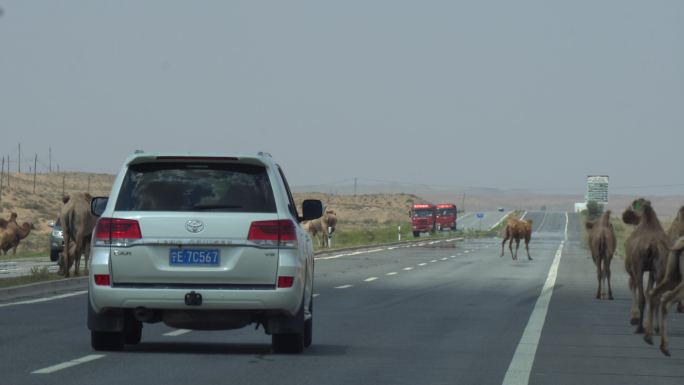 危害公路行车安全的骆驼