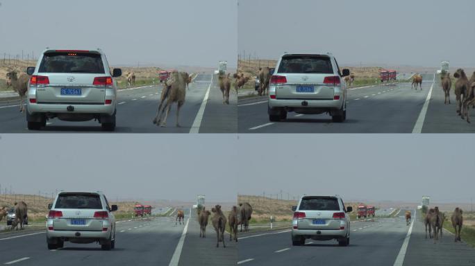 危害公路行车安全的骆驼