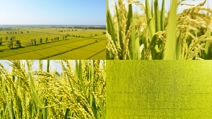 金色稻田东北大米航拍2021秋季