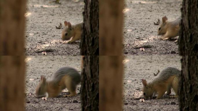 松鼠在寻找食物