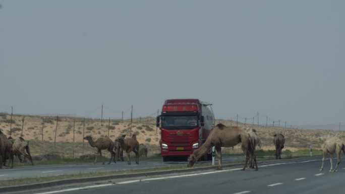 阿拉善右旗公路上的骆驼