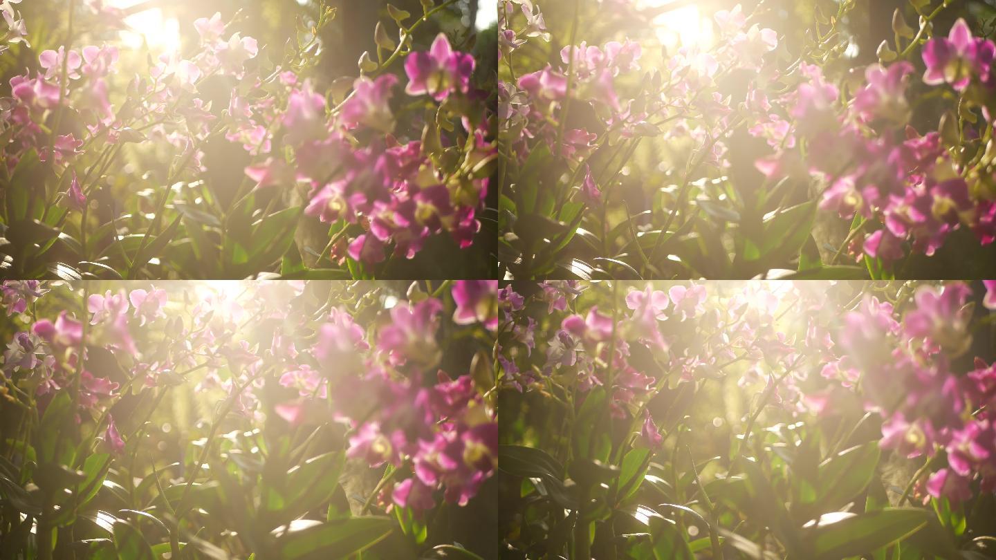 阳光下的紫丁香绿色白天放松