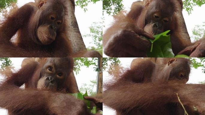 一只猩猩吃从树上采集的叶子