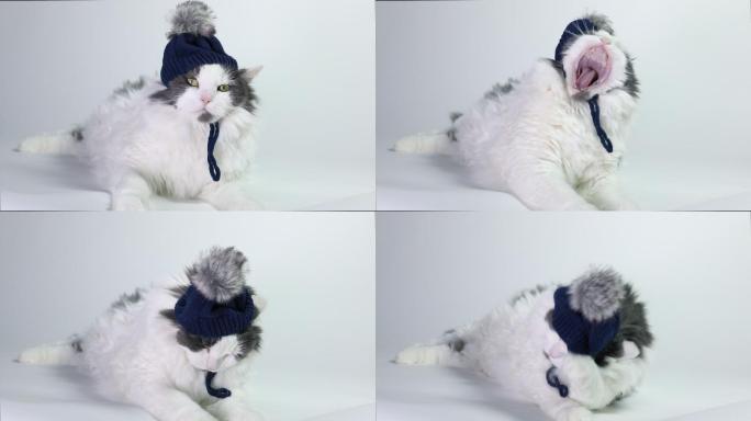 戴冬帽的滑稽猫
